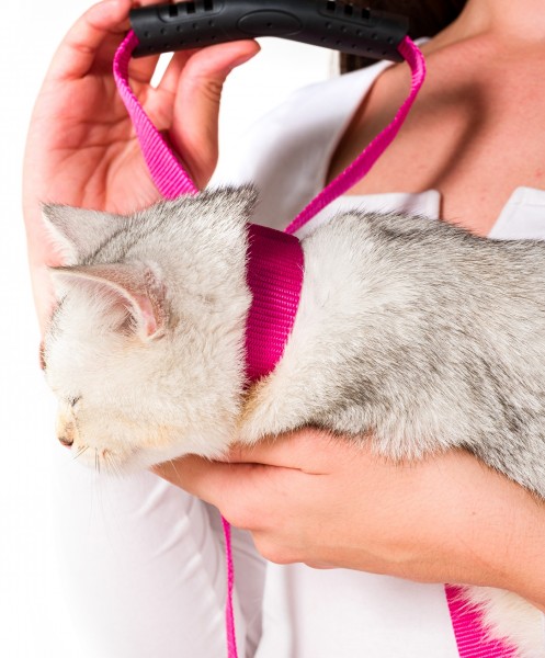 Pembe Kedi Tasması Sevk Kayışı Set Premium Kalite Kopma Yapmaz Kolon Kumaş El Acıtmaz Önleyici